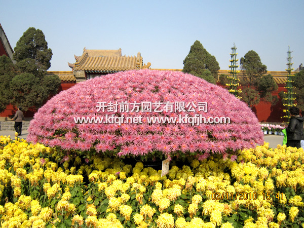 精品漂亮的菊花花壇