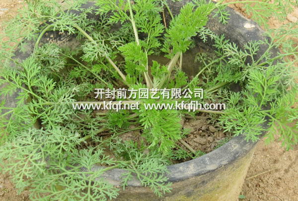 優質菊花種苗