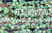 菊花種苗育種基地