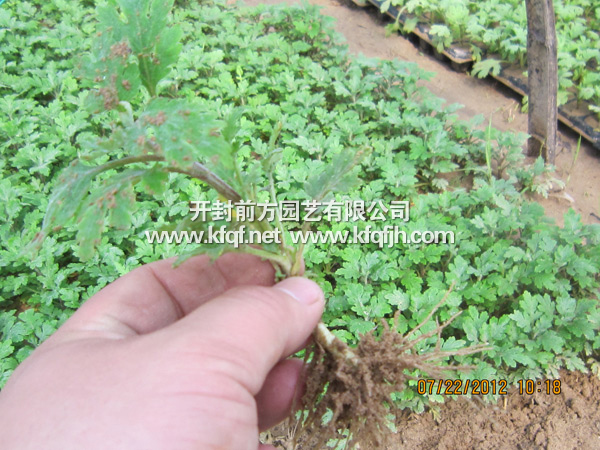 菊花種苗之單株苗根須