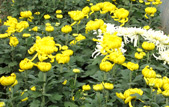 多頭菊培育基地