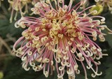 節(jié)日禮花