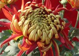 金背大紅