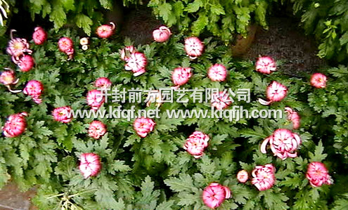 精品多頭菊
