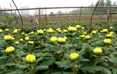 多頭菊生長基地