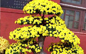 菊花造型之單株造型