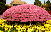 精品漂亮的菊花花壇
