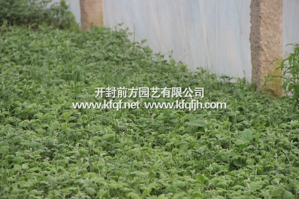 菊花種苗基地