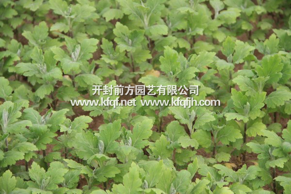 菊花種苗基地