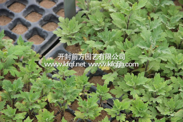 菊花種苗基地