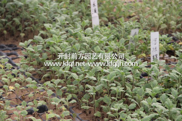 菊花種苗基地