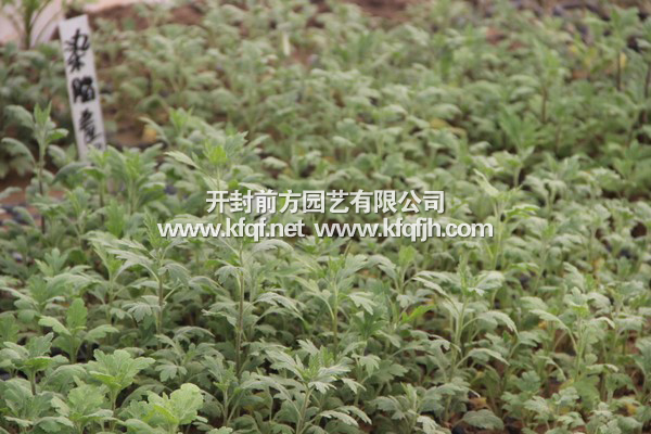 菊花種苗基地