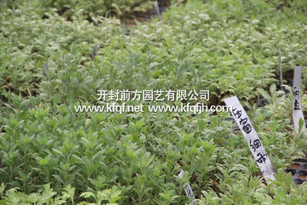 菊花種苗基地