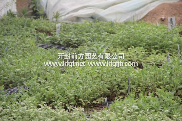 菊花種苗基地