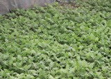 菊花種苗基地