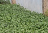 菊花種苗基地
