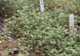 菊花種苗基地