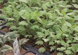 菊花種苗基地