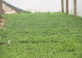 菊花種苗基地