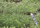 菊花種苗基地