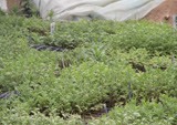 菊花種苗基地