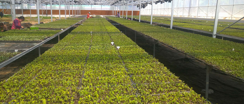 9頭菊花種植技術(shù)
