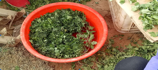 菊花苗的培育過程
