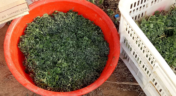 菊花苗的培育過程