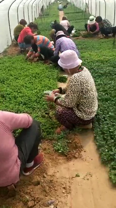 勞工中的前方人